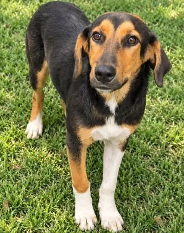 A young medium-sized male Black and Tan Coonhound dog named Socks for adoption in Wylie, TX