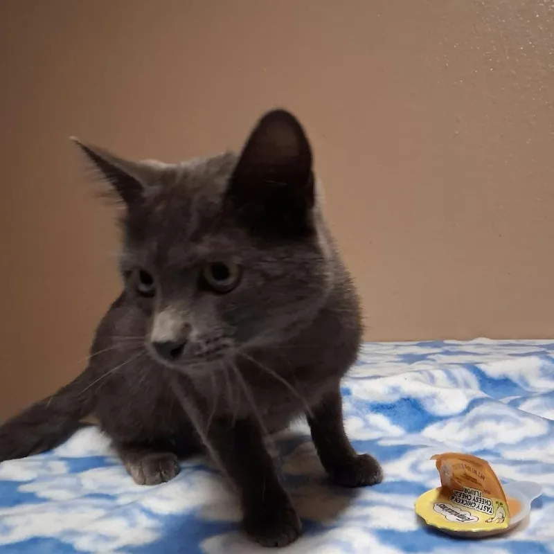 A young medium-sized female Domestic Short Hair cat named Sparkle for adoption in Stilwell, OK