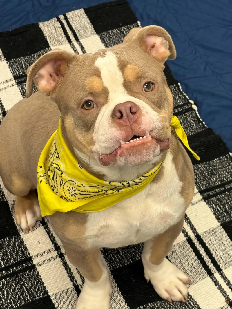 A baby medium-sized male American Bulldog dog named Ethan for adoption in Oxford, MI
