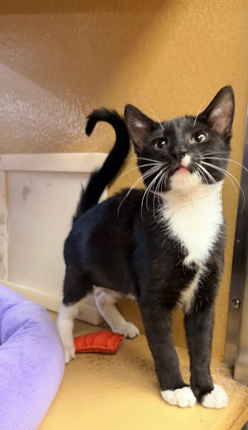 A baby medium-sized female Black & White / Tuxedo Tuxedo cat named Maxine for adoption in Albuquerque, NM