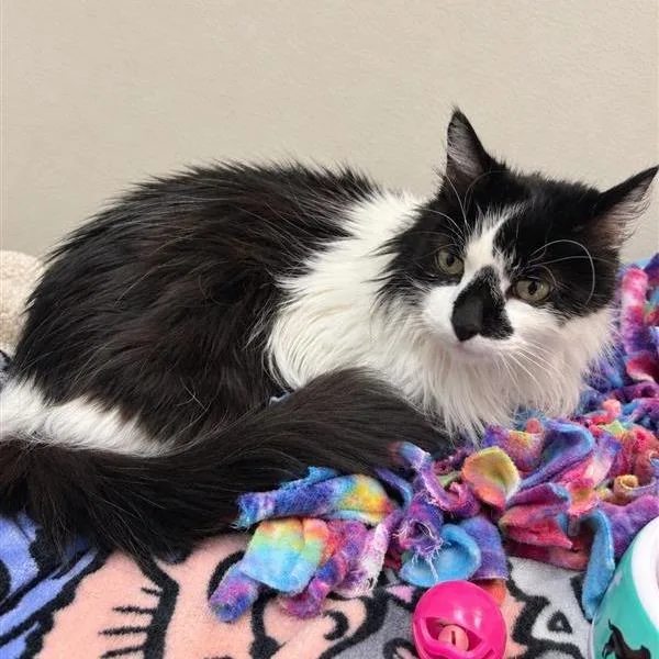 An adult medium-sized female Black Domestic Short Hair cat named Bella for adoption in Hawthorne, CA