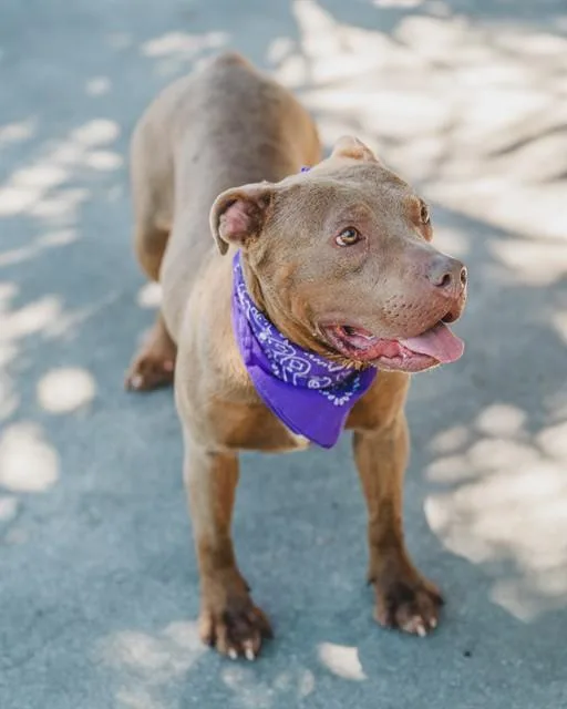 An adult medium-sized female American Bulldog dog named Aurora for adoption in Miami, FL
