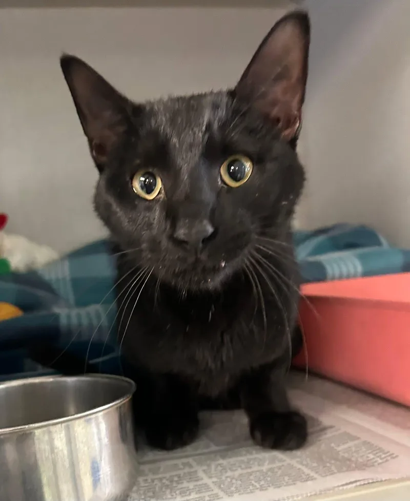 An adult medium-sized male Black Domestic Short Hair cat named Corbin for adoption in Pottsville, PA