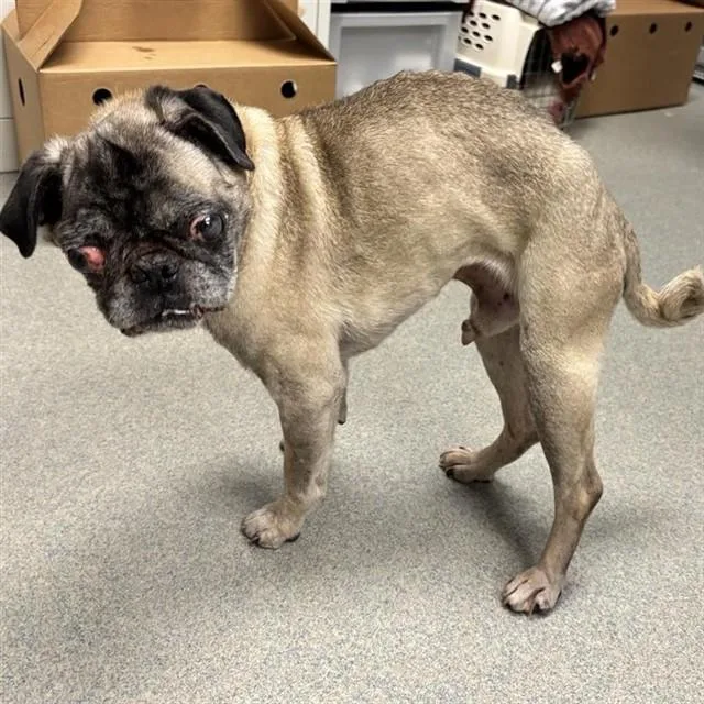 A senior small-sized male Pug dog named Pugasaurus for adoption in Ontario, CA