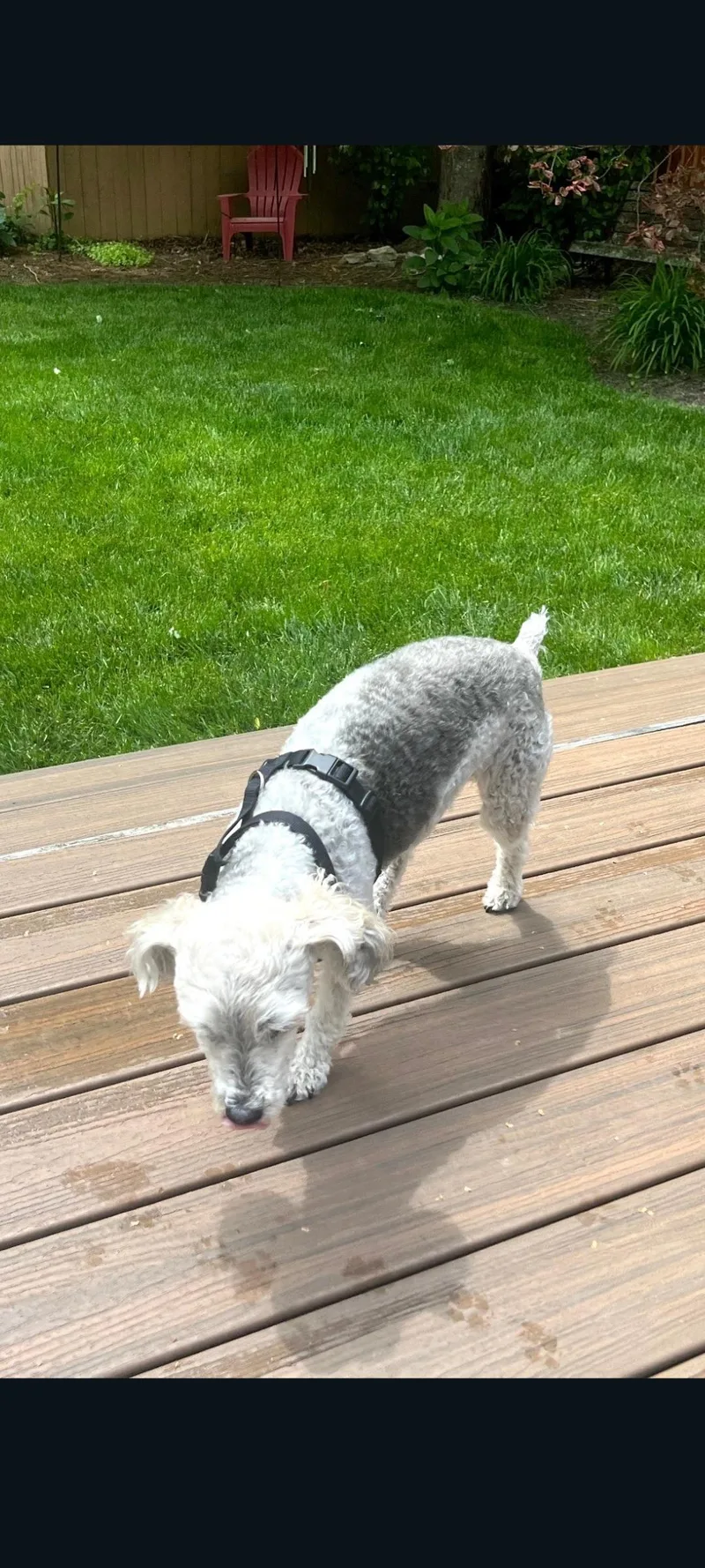 Buddy