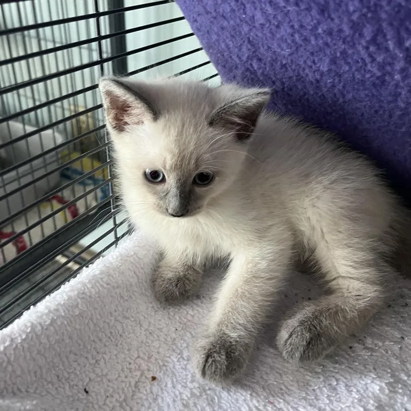 A baby small-sized male Lilac Point Siamese cat named Cielo for adoption in Fort Smith, AR