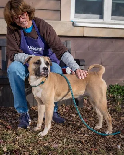 An adult large-sized male Mixed Breed dog named Wisconsin for adoption in Chamblee, GA
