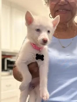 A baby small-sized female Pomsky dog named Elsa for adoption in Manvel, TX
