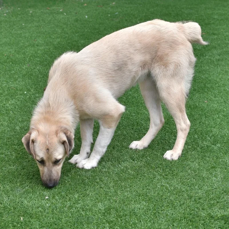 An adult medium-sized female Anatolian Shepherd dog named Apple Cider for adoption in Ottawa, KS