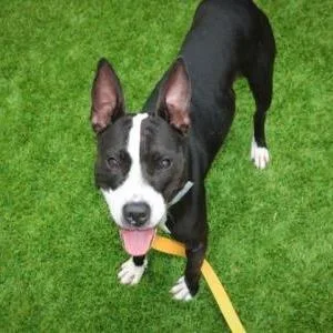 A senior medium-sized female Black Mixed Breed dog named Lola for adoption in West Palm Beach, FL