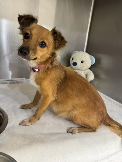 An adult small-sized female Terrier dog named Pearl for adoption in Honolulu, HI