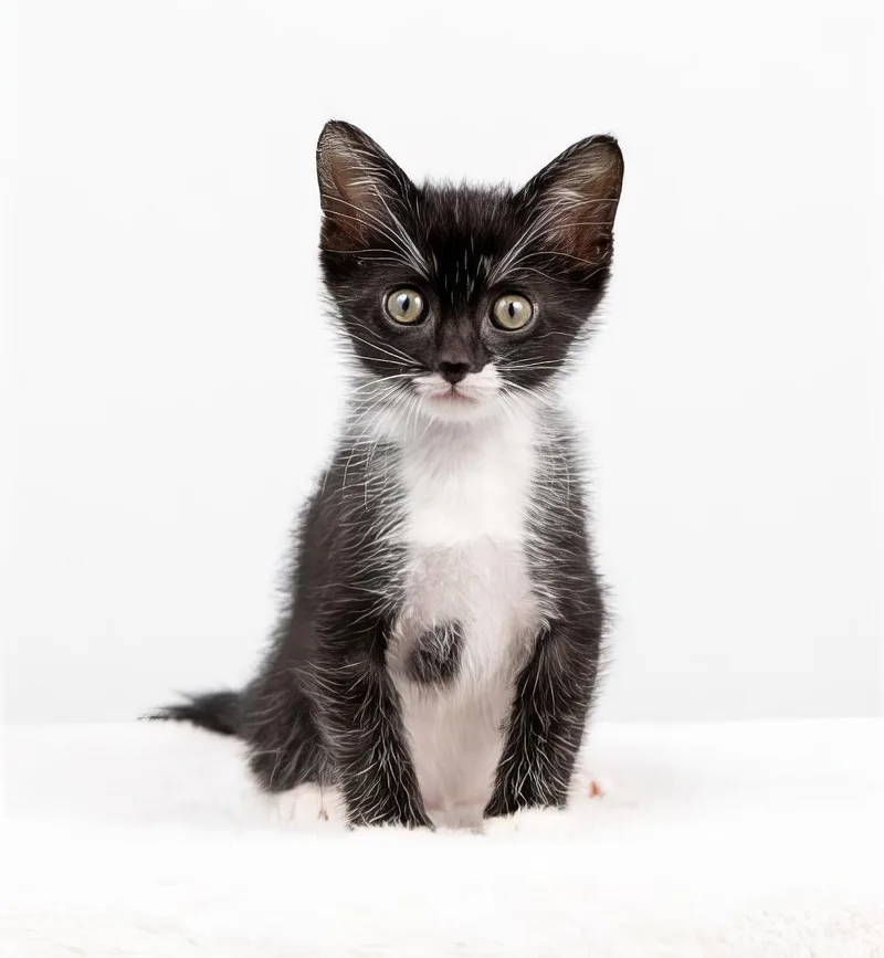 A baby medium-sized male Black & White / Tuxedo Domestic Short Hair cat named Rigatoni for adoption in Nashville, TN