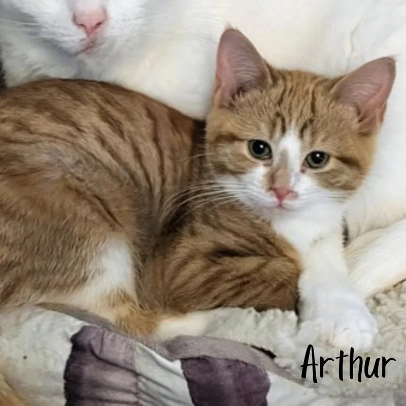 An adult medium-sized male Tabby (Orange / Red) Domestic Short Hair cat named Arthur for adoption in Janesville, WI