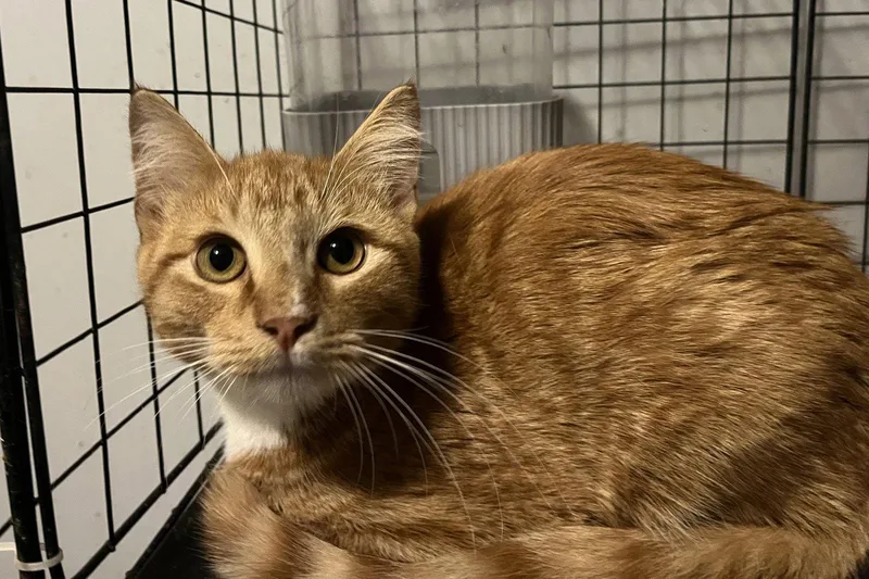 A young medium-sized male Orange / Red Domestic Short Hair cat named Edgar for adoption in Zimmerman, MN