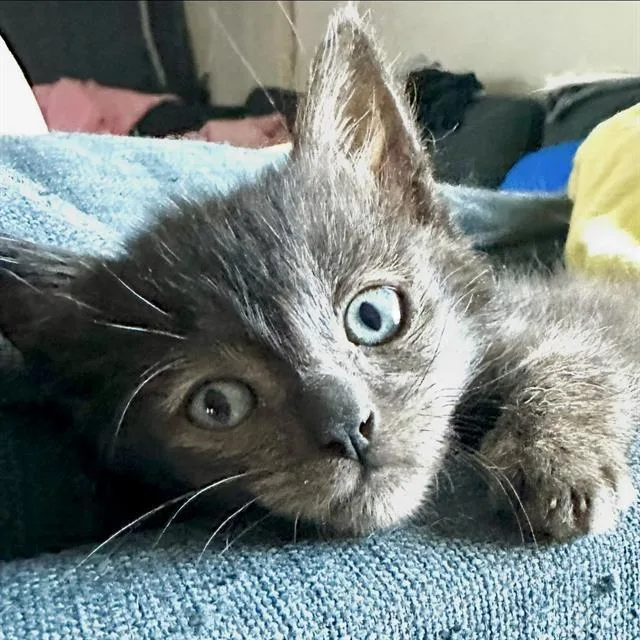 A baby small-sized male Domestic Short Hair cat named Charlie for adoption in Camarillo, CA