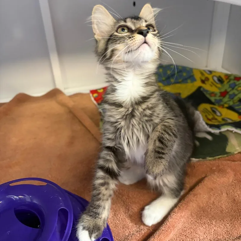 A baby small-sized male Brown / Chocolate Domestic Medium Hair cat named Spood for adoption in Sarasota, FL
