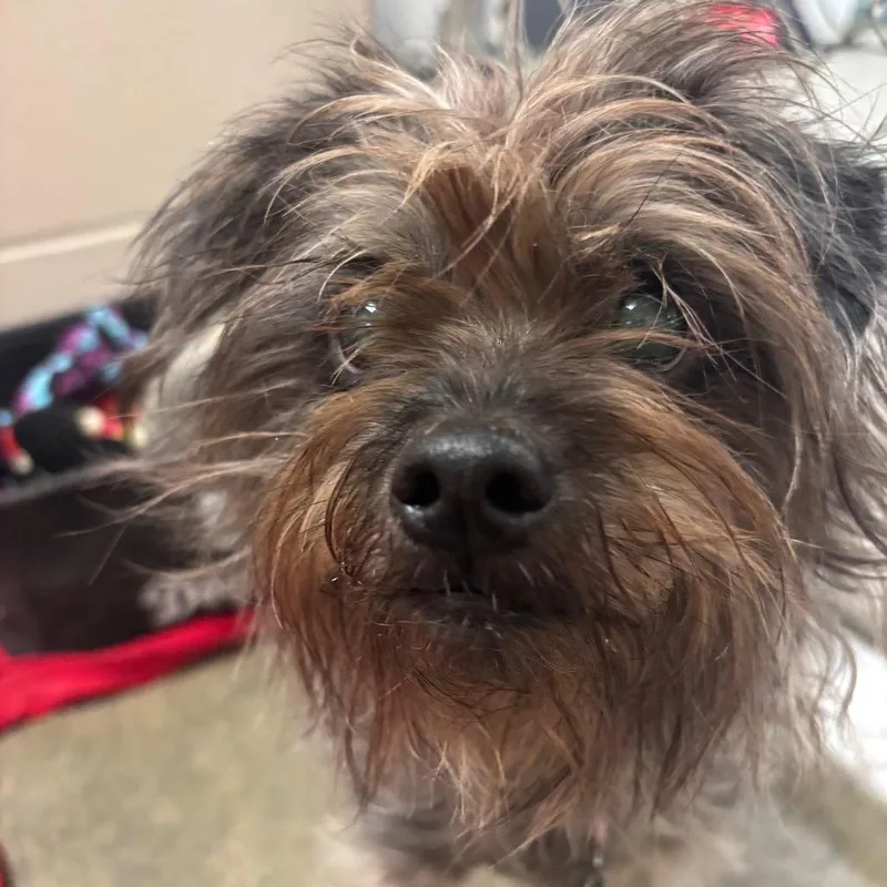 A senior small-sized female Black Maltese dog named Bella for adoption in Muncie, IN