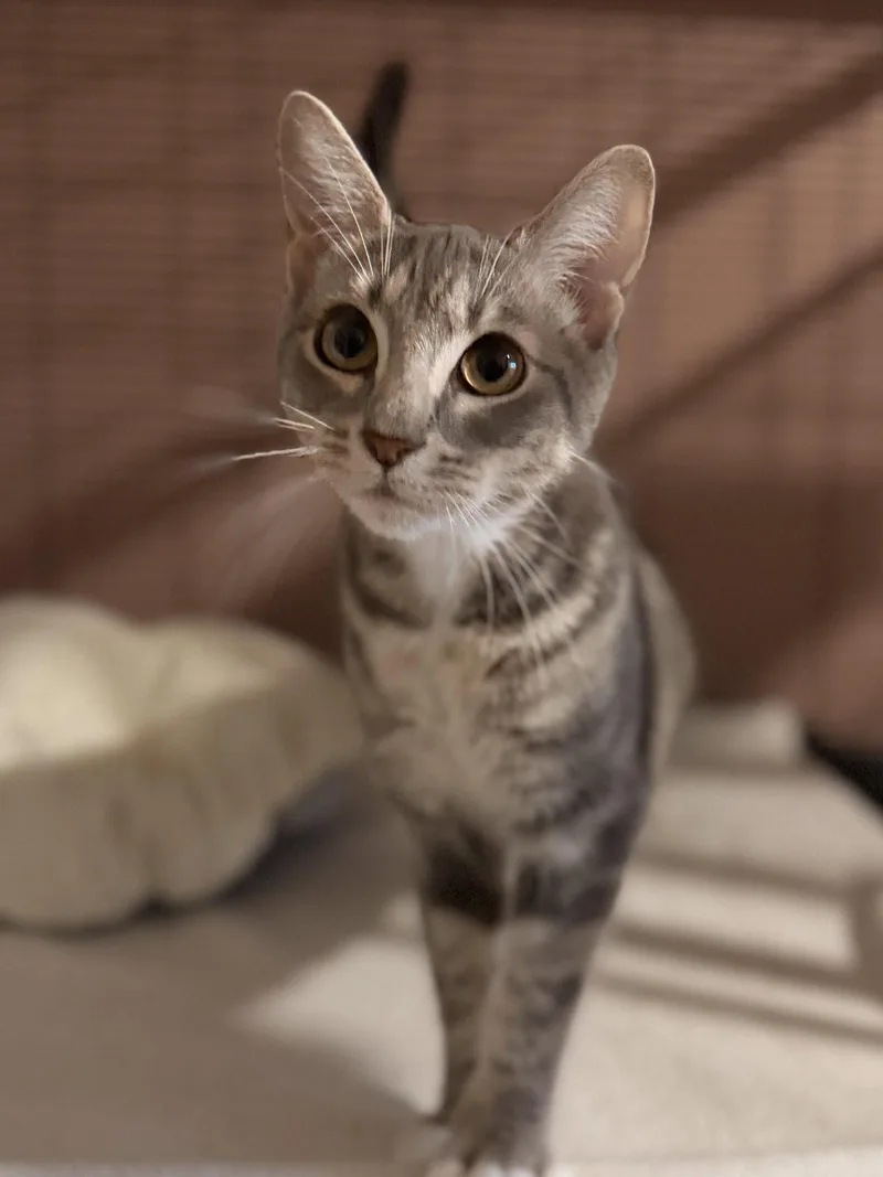 A baby medium-sized female Domestic Short Hair cat named Lavender for adoption in Sanford, FL