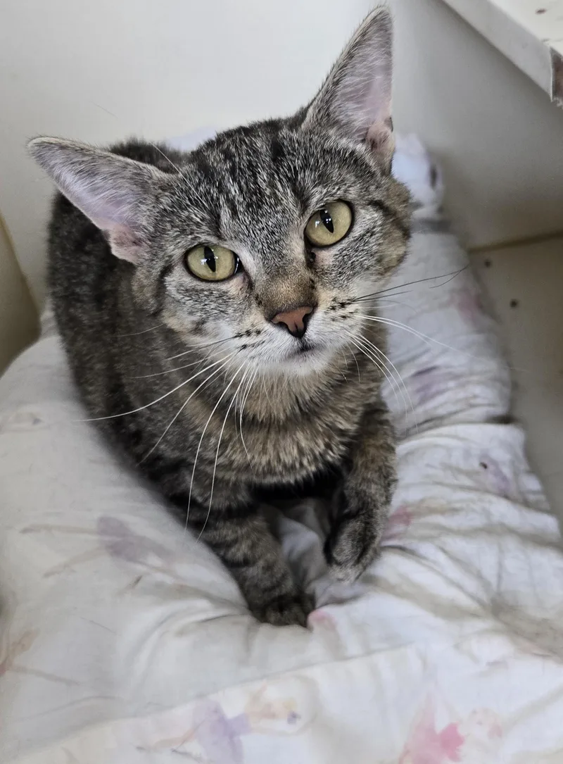 An adult medium-sized female Tabby (Brown / Chocolate) Domestic Short Hair cat named Tiger Tilly for adoption in Mokena, IL