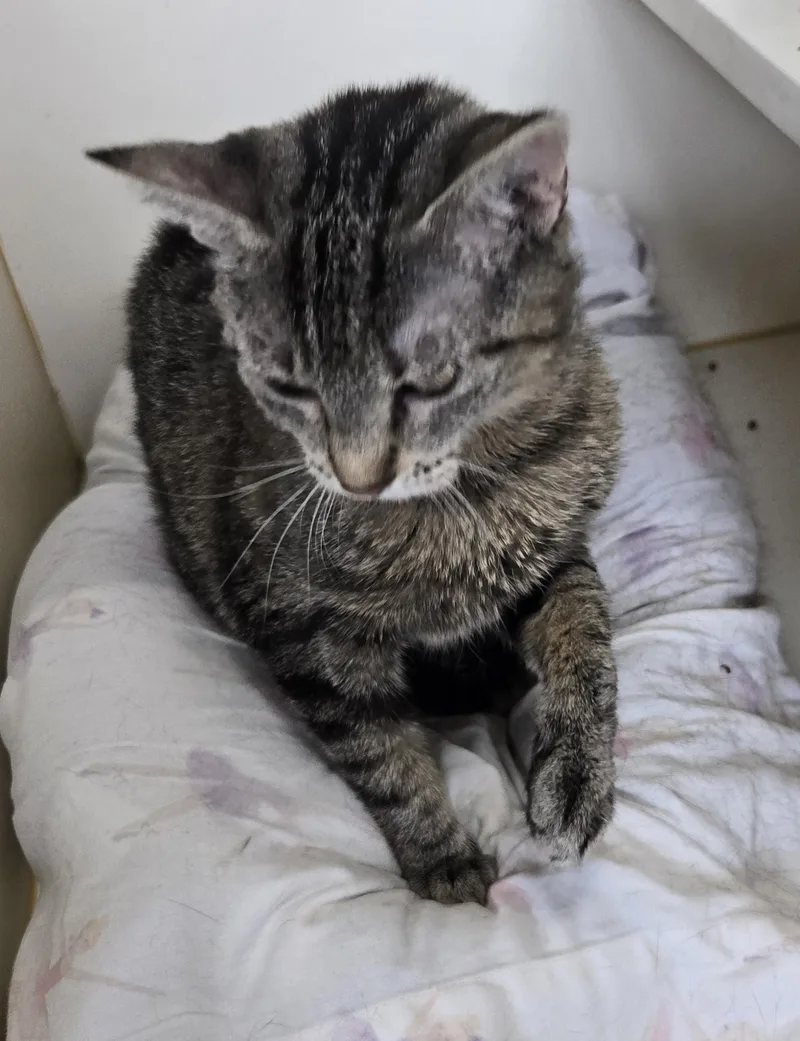 Tiger Tilly thumbnail 2