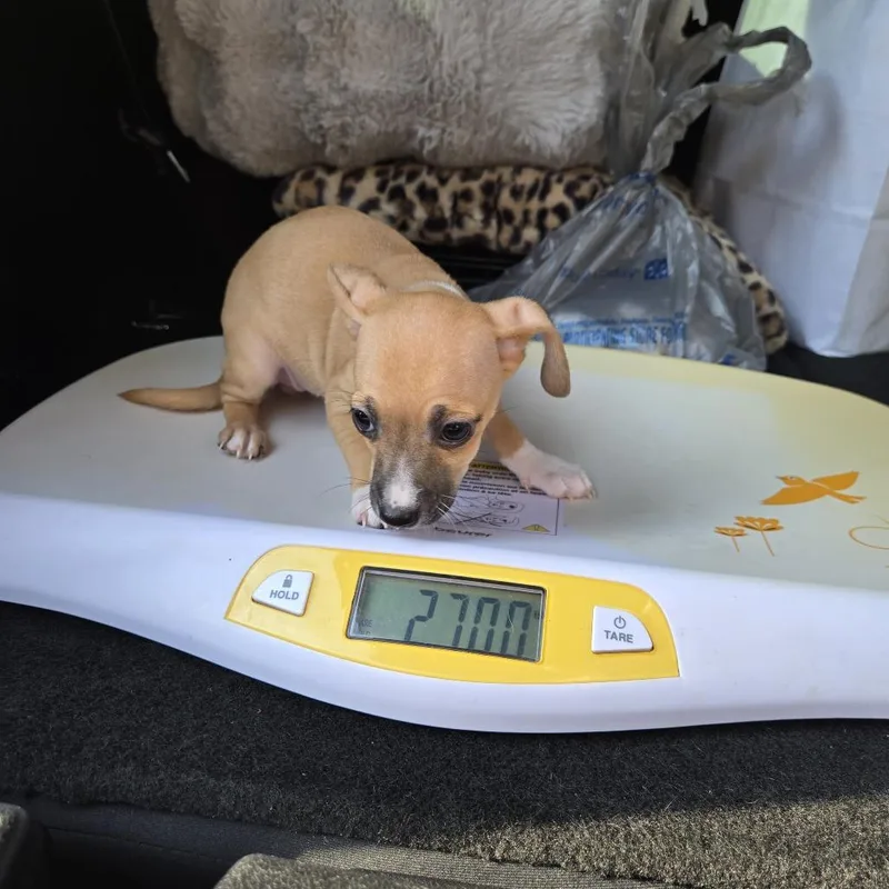 HF Puppy