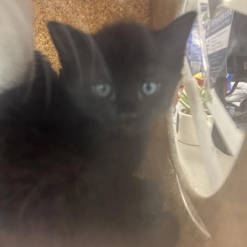 A baby small-sized male Black Domestic Short Hair cat named Iinky for adoption in Philadelphia, PA