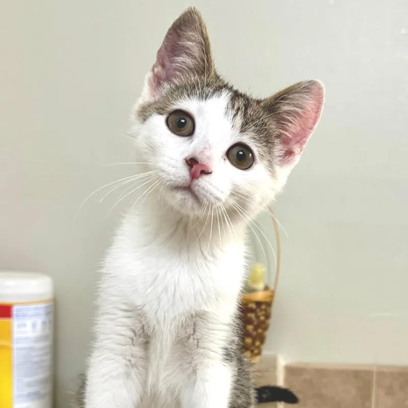 A baby small-sized female White Domestic Short Hair cat named Drowzy for adoption in Fredericksburg, VA