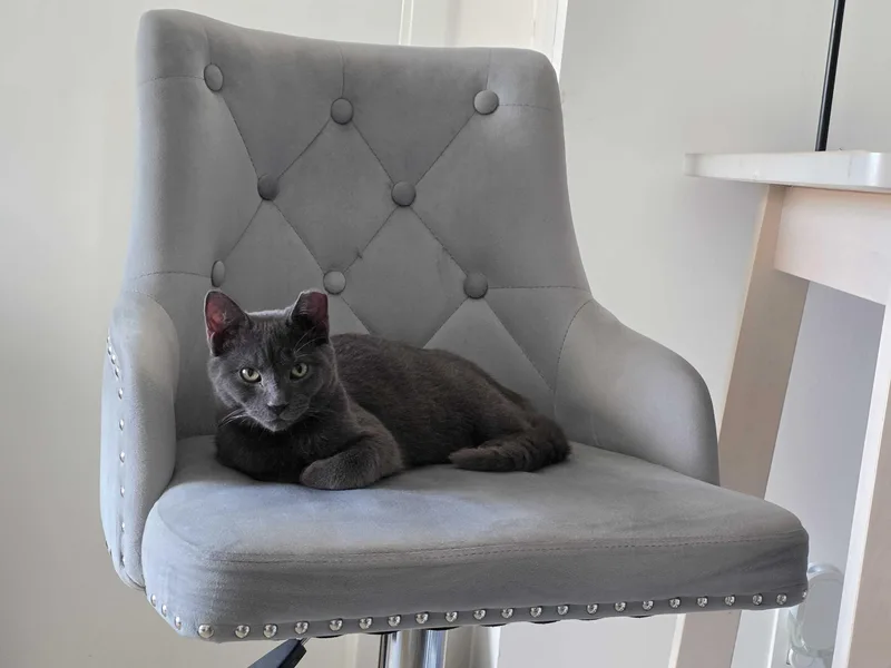 A young medium-sized male Gray / Blue / Silver Domestic Short Hair cat named Van Dam for adoption in Long Island City, NY