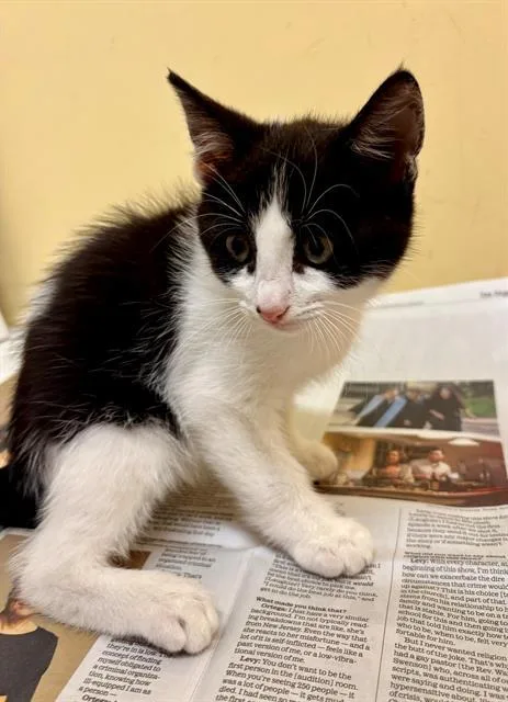 A baby small-sized male Domestic Short Hair cat named Oreo for adoption in Tustin, CA