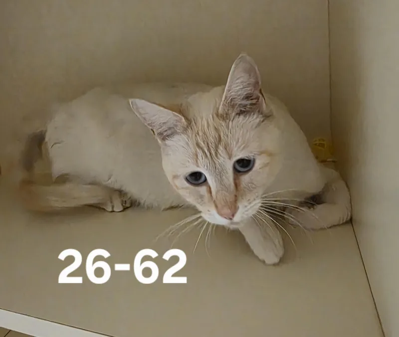 An adult medium-sized female Domestic Short Hair cat named 26-62 for adoption in Ridgecrest, CA