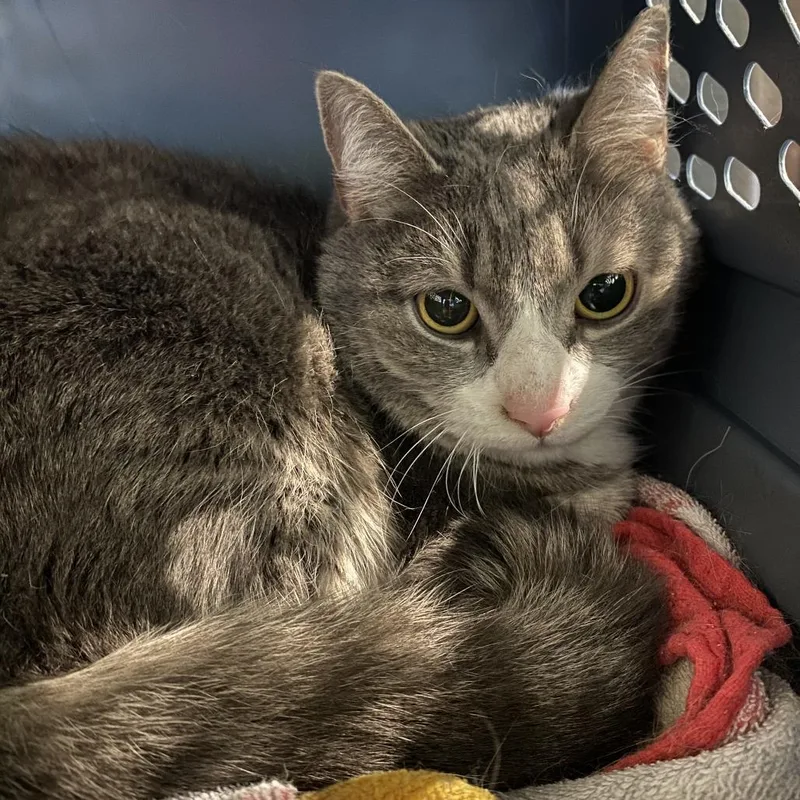 An adult medium-sized female Gray / Blue / Silver Domestic Short Hair cat named Sassy Girl for adoption in Lynchburg, VA