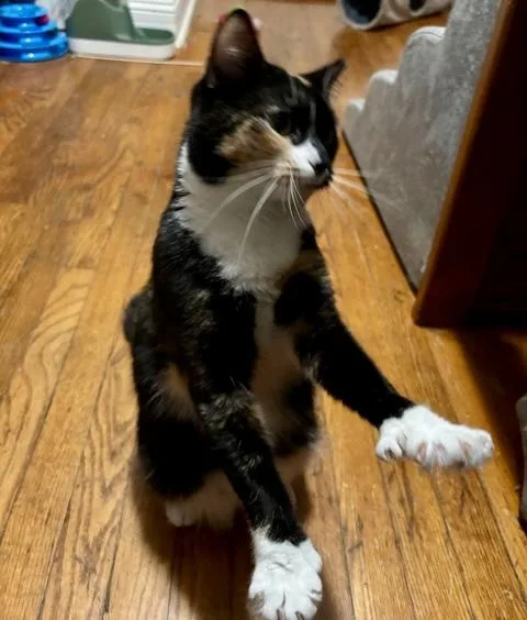 An adult medium-sized female Calico cat named Iris for adoption in Albany, NY