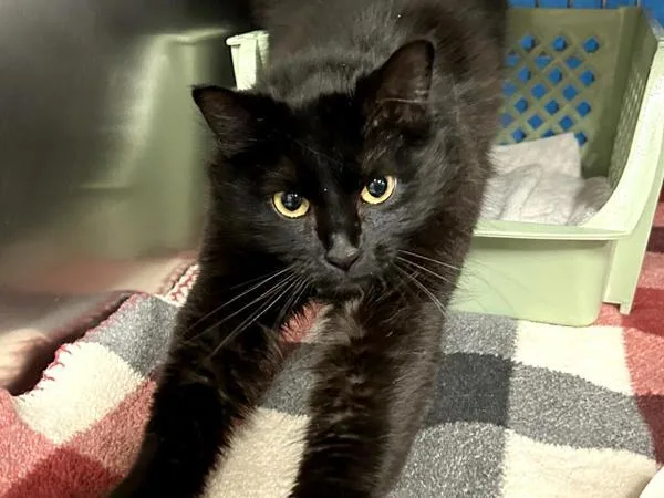 A young medium-sized female Domestic Medium Hair cat named Patty for adoption in Portland, OR