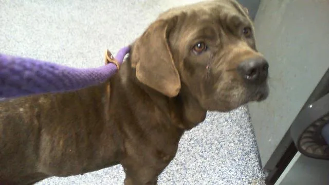 An adult medium-sized female Cane Corso dog named A for adoption in Charlotte, NC