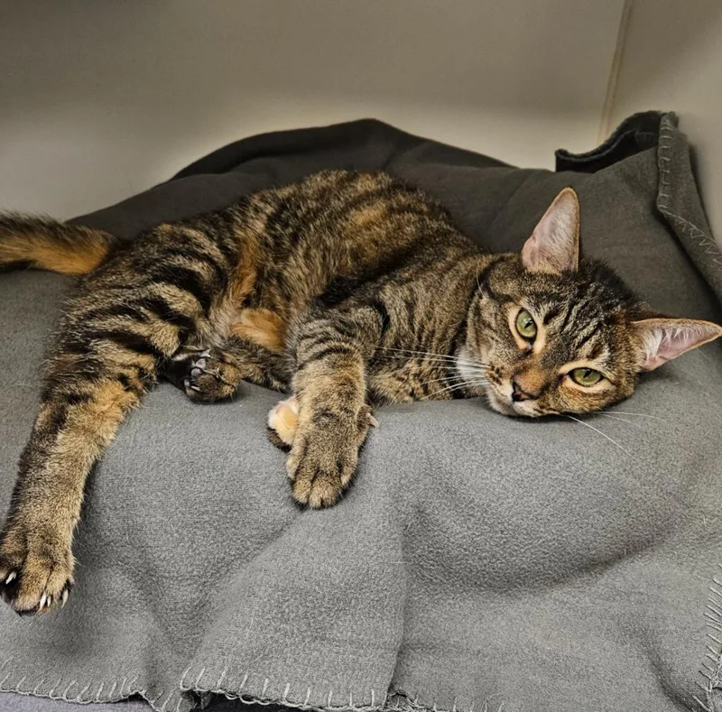 Blossomlizzi thumbnail 2