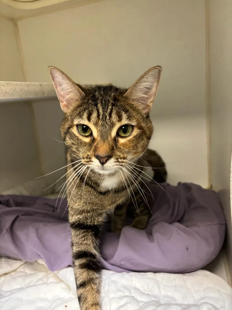 Blossomlizzi thumbnail 3