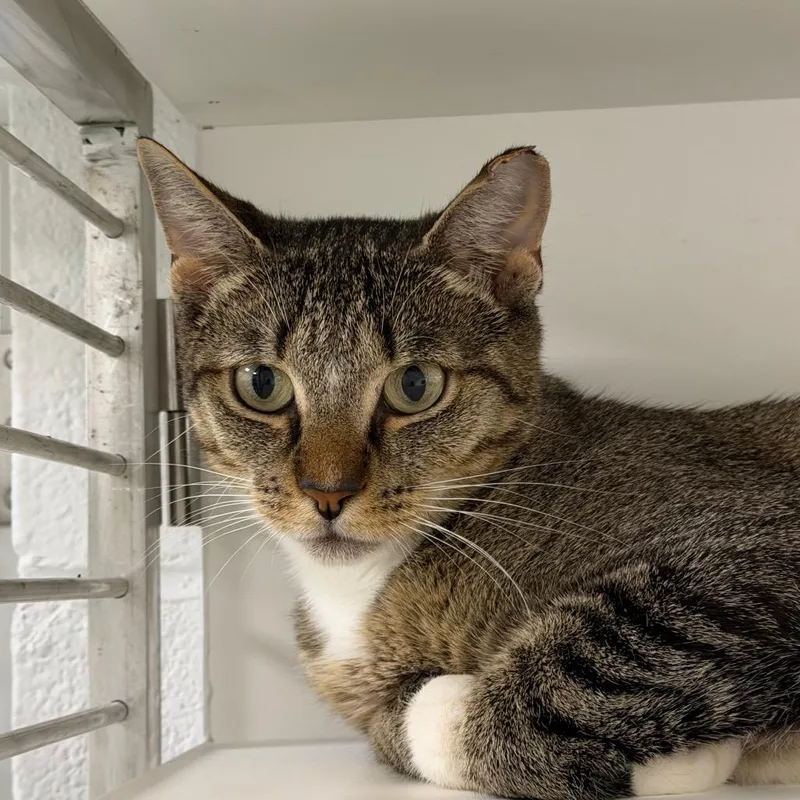 A young medium-sized female Brown / Chocolate Domestic Short Hair cat named Rosebud for adoption in Hampton Bays, NY
