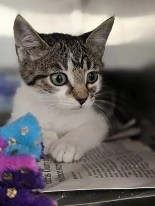 A baby small-sized female Domestic Short Hair cat named Melly for adoption in Houston, TX