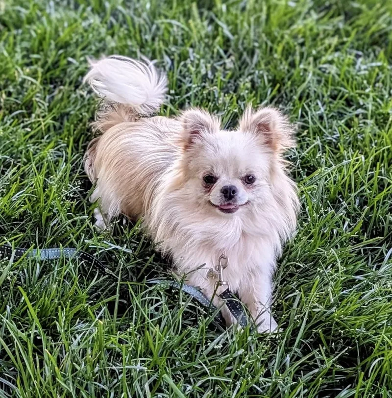 Stewie