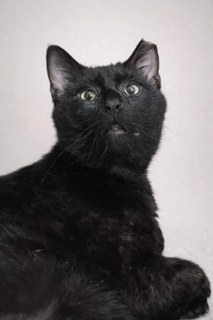 An adult large-sized male Domestic Short Hair cat named Spur for adoption in Savannah, GA