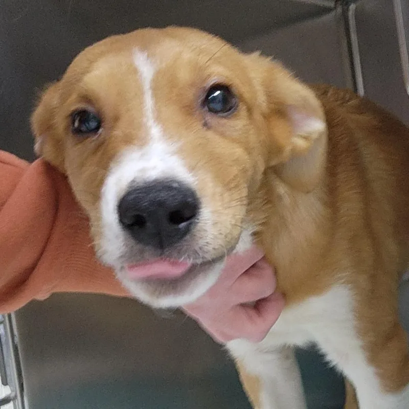 A baby small-sized male Yellow / Tan / Blond / Fawn Mixed Breed dog named Lazlo for adoption in Grand Rapids, MI
