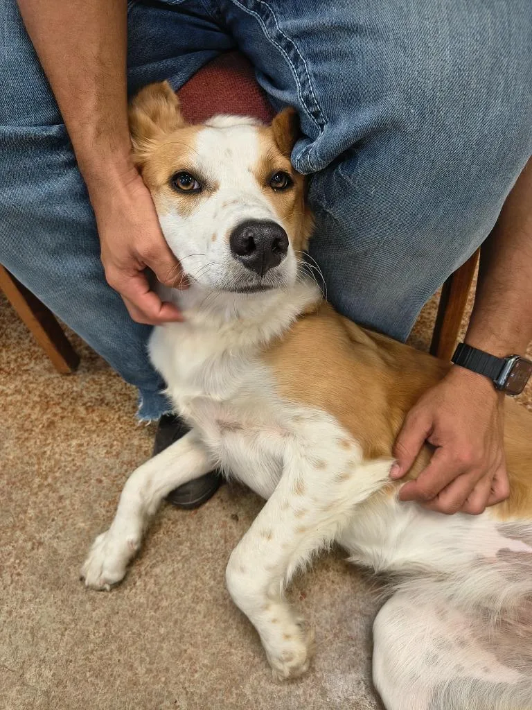 A young large-sized female Australian Shepherd dog named Logan for adoption in Brownwood, TX