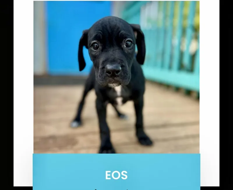A baby medium-sized female Black American Staffordshire Terrier dog named Eos for adoption in Monson, MA
