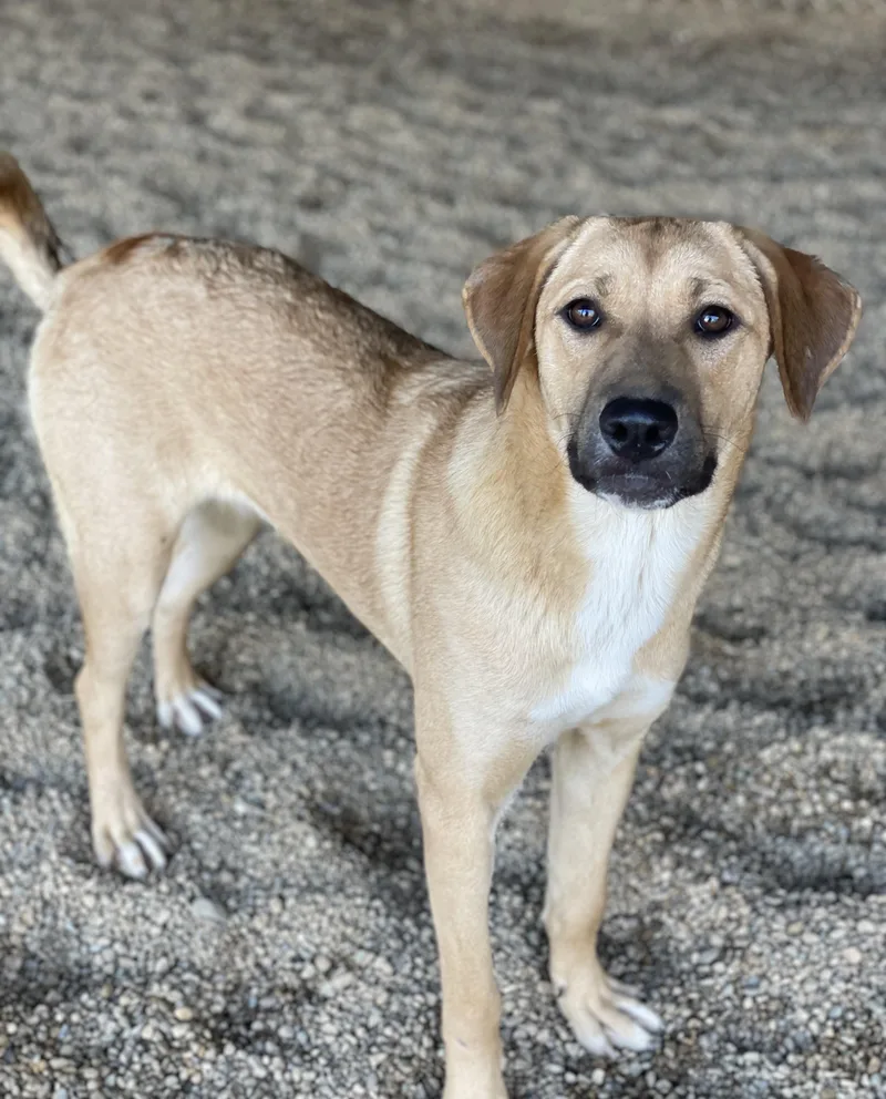 A baby large-sized female Labrador Retriever dog named Wanda for adoption in Lacon, IL