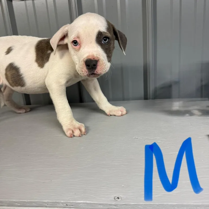 A baby small-sized male White / Cream English Bulldog dog named Male for adoption in Homer, NY