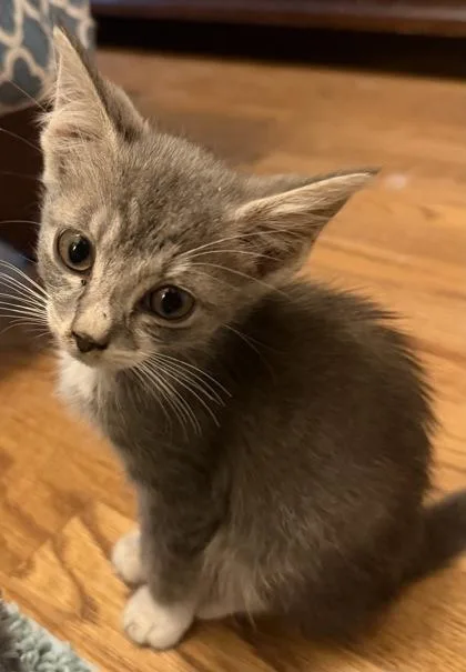 A baby small-sized female Domestic Short Hair cat named Kalina for adoption in Lawrenceville, GA