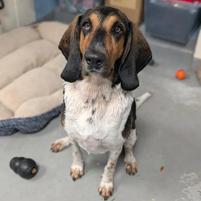 An adult large-sized female Black Mixed Breed dog named Ivy for adoption in West Olive, MI