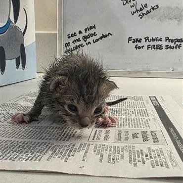 A baby small-sized male Gray / Blue / Silver Domestic Short Hair cat named Cash for adoption in Jacksonville, FL