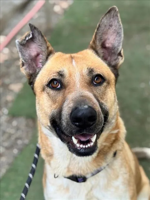 An adult large-sized female German Shepherd Dog dog named Shelby for adoption in Woodland, CA