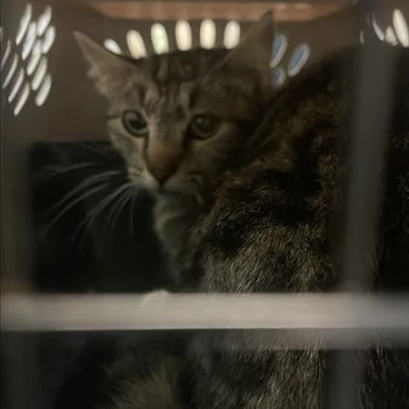 An adult medium-sized female Gray / Blue / Silver Domestic Short Hair cat named Working Cat Mary for adoption in Tacoma, WA